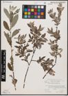 Foto von Salix cantabrica Rech. f.